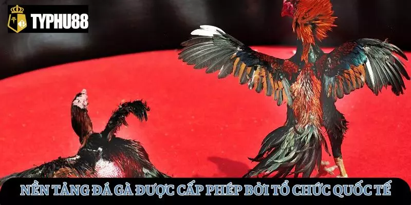 Nền tảng giải trí được cấp phép bởi tổ chức đặt cược quốc tế