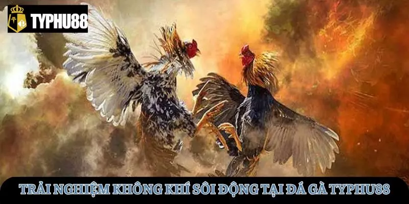 Trải nghiệm trực tiếp đá gà tại TYPHU88 vô cùng sôi động