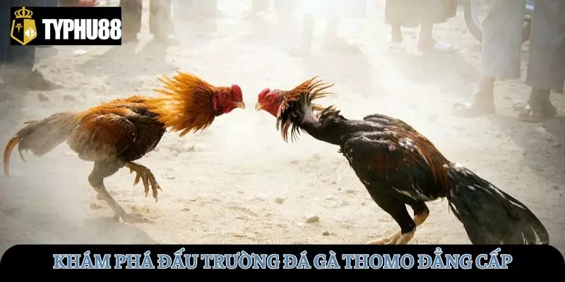 Khám phá đấu trường đá gà Thomo đẳng cấp