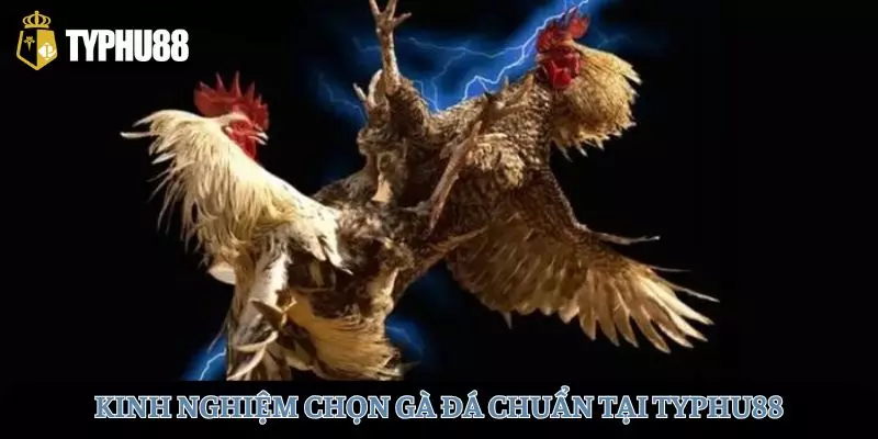 kinh-nghiem-chon-ga-da-avt