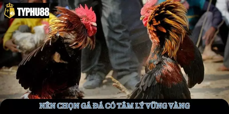 Yếu tố tâm lý cũng là yếu tố quyết định để chọn gà đá