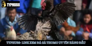 link-xem-da-ga-thomo-avt