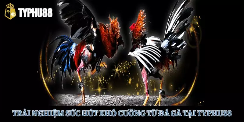 Sức hút khó cưỡng từ TYPHU88