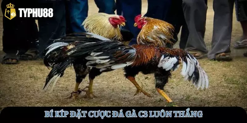 Bí kíp đặt cược đấu gà C3 luôn thắng