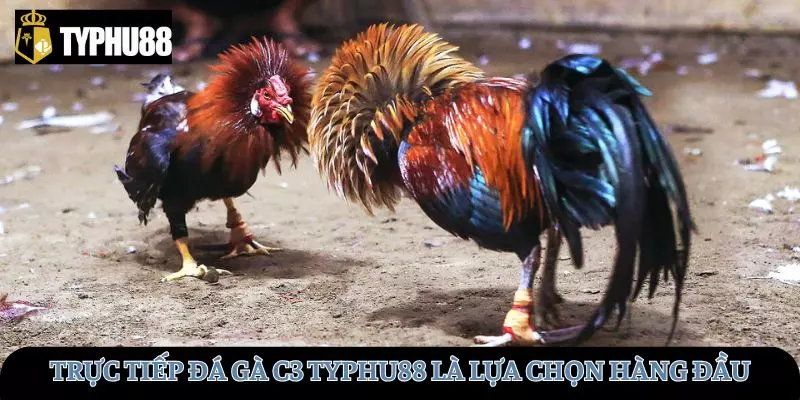Đá gà C3 tại TYPHU88 luôn là lựa chọn hàng đầu